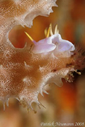 eating the bed :-)))
Nudi from Anilao...where else...tak... by Patrick Neumann 